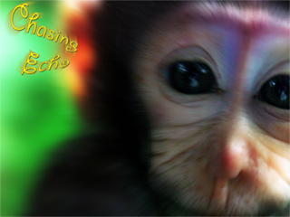 Chasing Echo - Music, CD,
          MP3s - Monkey